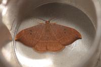 Watsonalla binaria