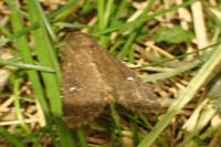 Apamea lateritia