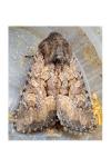 Luperina testacea