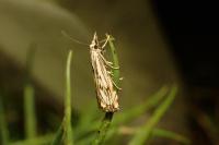 Catoptria falsella