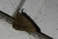 Polypogon plumigeralis