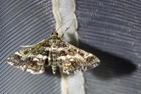 Diasemiopsis ramburialis