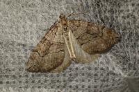 Thera cognata
