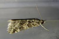 Hellula undalis