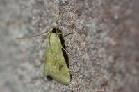 Hellula undalis