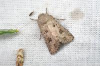 Anarta sodae