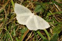 Cabera exanthemata