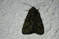 Aedia leucomelas