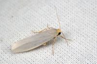 Indalia uniola