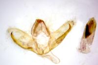 Indalia uniola