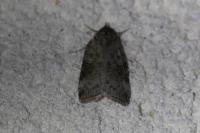 Nycteola revayana