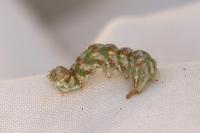 Cucullia absinthii