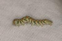 Cucullia absinthii