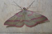 Rhodostrophia calabra