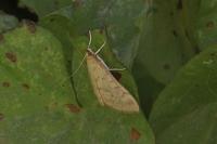 Ostrinia nubilalis