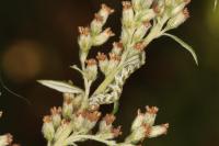 Cucullia absinthii