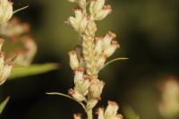 Cucullia absinthii