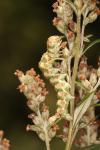 Cucullia absinthii