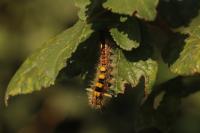 Orgyia antiqua