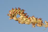 Cucullia artemisiae