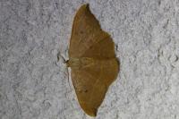 Watsonalla binaria