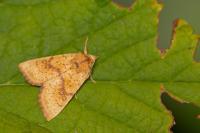 Tiliacea sulphurago