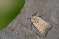 Euxoa decora simulatrix