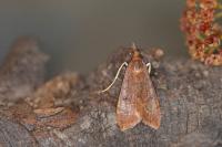 Uresiphita gilvata