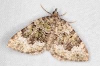 Colostygia olivata