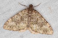 Colostygia olivata