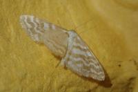 Idaea sericeata