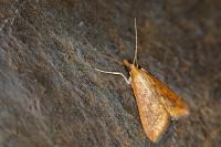 Udea ferrugalis