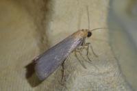 Eurhodope cirrigerella
