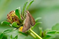 Nomophila noctuella