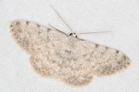 Scopula confinaria