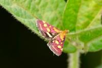 Pyrausta purpuralis