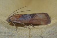 Pterothrixidia rufella