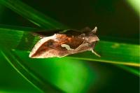 Macdunnoughia confusa