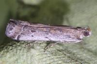 Pempeliella ardosiella venturiella