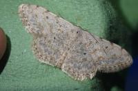 Scopula submutata roseonitens