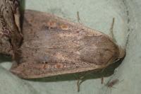 Mythimna unipuncta