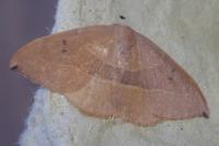 Watsonalla uncinula