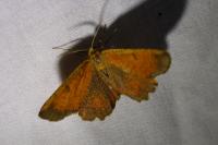 Angerona prunaria