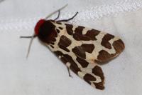Arctia caja