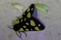 Arctia villica