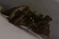 Autographa jota