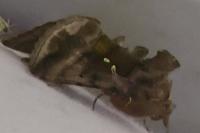 Autographa jota
