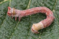 Biston betularia