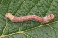 Biston betularia