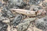 Agriphila geniculea